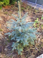 Хвойные растения:голубая ель, можжевельник,туя, сосна.... Распродажа. - Изображение #7, Объявление #871574