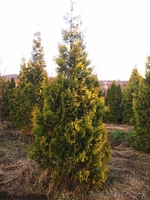 Хвойные растения:голубая ель, можжевельник,туя, сосна.... Распродажа. - Изображение #8, Объявление #871574