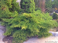 Хвойные растения:голубая ель, можжевельник,туя, сосна.... Распродажа. - Изображение #10, Объявление #871574