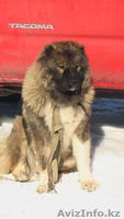 Щенки кавказской овчарки - Изображение #1, Объявление #868799