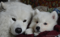 щенок лайки самоеда продаю в Алмате, алиментная девочка - Изображение #4, Объявление #856314