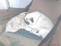 продам  щенков мопсов от импортных родителей - Изображение #3, Объявление #870226