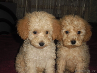 Продам щенков той пуделя. - Изображение #1, Объявление #864370