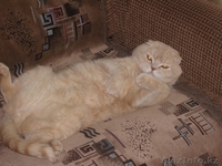 Ищу британскую кошечку - Изображение #1, Объявление #856505