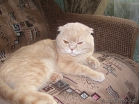 Ищу британскую кошечку - Изображение #2, Объявление #856505