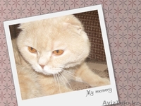 Ищу британскую кошечку - Изображение #3, Объявление #856505