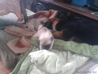 продам  щенков мопсов от импортных родителей - Изображение #4, Объявление #870226