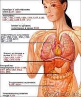 ОБУЧЕНИЕ - "ГулСтар" - Изображение #1, Объявление #878986