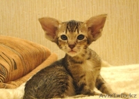 Стильные ориентальные котята - Изображение #2, Объявление #876428