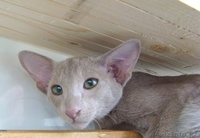 Стильные ориентальные котята - Изображение #4, Объявление #876428