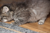 Отдам  пушистых котят - Изображение #5, Объявление #892967