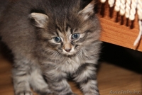 Отдам  пушистых котят - Изображение #2, Объявление #892967