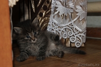 Отдам  пушистых котят - Изображение #4, Объявление #892967