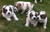 Продам щенков Среднеазиатской овчарки - алабая - Изображение #1, Объявление #877619