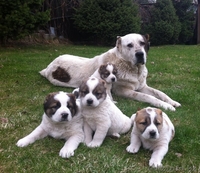 Продам щенков Среднеазиатской овчарки - алабая - Изображение #3, Объявление #877619