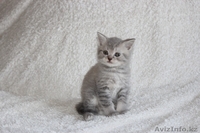 Ориенталы, британские котята - Изображение #2, Объявление #891884