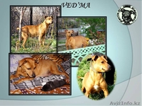 Высокопородные щенки американского питбультерьера с родословной - Изображение #3, Объявление #890019