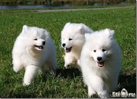 Собака Лайка Самоед. Акция! - Изображение #2, Объявление #897369