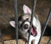 Продам щенков западно-сибирских лаек - Изображение #1, Объявление #894088