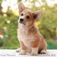 Собака Вельш Корги. Акция! - Изображение #1, Объявление #897365