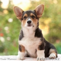 Собака Вельш Корги. Акция! - Изображение #2, Объявление #897365