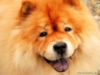 Собака Чау-Чау. Акция! - Изображение #2, Объявление #897372