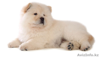 Собака Чау-Чау. Акция! - Изображение #3, Объявление #897372