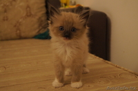 подарю котят, разного окраса - Изображение #5, Объявление #902929