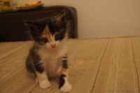 подарю котят, разного окраса - Изображение #7, Объявление #902929