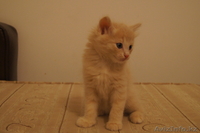 подарю котят, разного окраса - Изображение #8, Объявление #902929