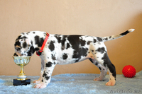 Мраморные щенки немецкого дога из Челябинска - Изображение #9, Объявление #525217