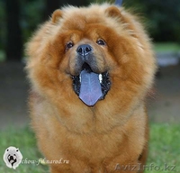 Собака Чау-Чау. Акция! - Изображение #4, Объявление #897372