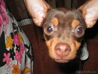 Вязка русский той терьер (шоу класс) - Изображение #2, Объявление #904910