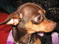 Вязка русский той терьер (шоу класс) - Изображение #5, Объявление #904910