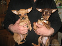 Продам щенков Русский Той Терьер шоу класс - Изображение #5, Объявление #904908