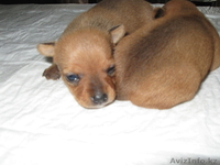 Продам щенков Русский Той Терьер шоу класс - Изображение #3, Объявление #904908