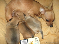 Продам щенков Русский Той Терьер шоу класс - Изображение #6, Объявление #904908