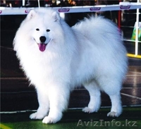 Собака Лайка Самоед. Акция! - Изображение #5, Объявление #897369