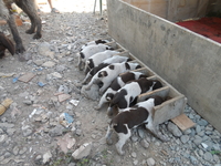 Продам щенков Дратхаара - Изображение #2, Объявление #894464