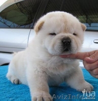 Собака Чау-Чау. Акция! - Изображение #5, Объявление #897372