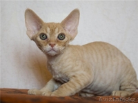 Котята девон-рекса - Изображение #3, Объявление #915263