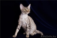 Котята девон-рекса - Изображение #1, Объявление #915263