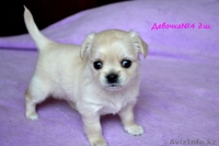 ЩЕНКИ ЧИХУАХУА ЩОУ КЛАССА - Изображение #3, Объявление #913664