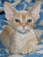 Котята девон-рекса - Изображение #4, Объявление #915263