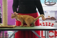 Котята девон-рекса - Изображение #2, Объявление #915263