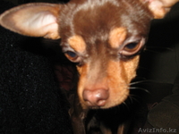 Вязка Русский Той Терьер  - Изображение #9, Объявление #908454