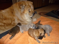 Продам щенят Чау-Чау - Изображение #1, Объявление #918518