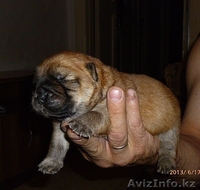 Продам щенят Чау-Чау - Изображение #2, Объявление #918518