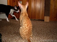 Кудрявые котята корниш-рекс - Изображение #7, Объявление #921625