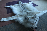 Шкура и голова волка - Изображение #1, Объявление #918890